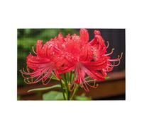 Jigsaw Puzzles1000 Piece Yyhwhjde Red Spider Lily Prints Educational Intellectual Wooden Puzzles, Fun Puzzles, Stress Relieving Game