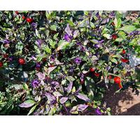 Jigsaw Variegated Chilli Seeds - 10 Fresh Seeds