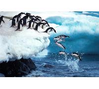 Jigsaw Wooden Puzzles 1000 Pieces Adelie Penguin pygoscelis adeliae Group Leaping into Ocean Paulet Island in Antarctica Jigsaw Puzzle Wooden Adults in Nature Landscape Puzzles