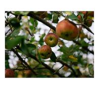 Jigsaws 1500 Pieces for Adults Challenging Game-Apples,fruit,garden 87x57cm