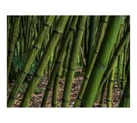 Jigsaws 1500 Pieces for Adults Challenging Game-Bamboo,grove,plants 87x57cm