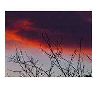 Jigsaws 1500 Pieces for Adults Challenging Game-Branches,sunrise,sky 87x57cm