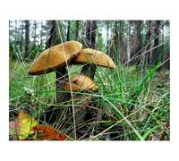 Jigsaws 1500 Pieces for Adults Challenging Game-Brown Cap Boletus,Three,Grass,Earth 87x57cm