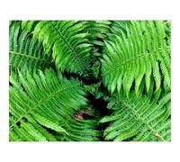 Jigsaws 1500 Pieces for Adults Challenging Game-Fern,Leaves,Branches,Bush,Green 87x57cm
