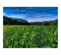 Jigsaws 1500 Pieces for Adults Challenging Game-Field,Corn,Numbers,Trees 87x57cm