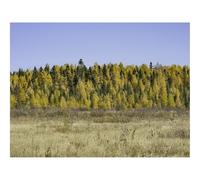 Jigsaws 1500 Pieces for Adults Challenging Game-Field,forests,autumn 87x57cm
