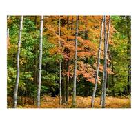 Jigsaws 1500 Pieces for Adults Challenging Game-forests,autumn,trees 87x57cm