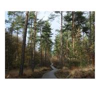 Jigsaws 1500 Pieces for Adults Challenging Game-forests,trees,pathway 87x57cm