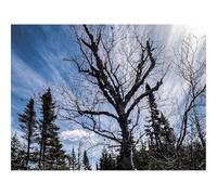 Jigsaws 1500 Pieces for Adults Challenging Game-Trees,Branches,Dry,Roots,Sky 87x57cm