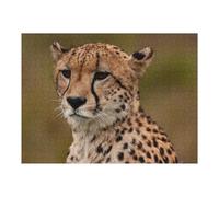 Jigsaws for Adults 52x38cm/1000pcs Safari Cheetah Wild Nature Jigsaw Puzzle Family Games Difficult Hard Deal As Gifts for The Whole Family 52x38cm/1000pcs