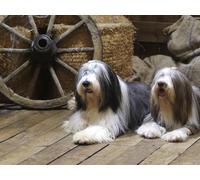 Jigsaws Puzzles 1000 Pieces for Adults Gifts-Bearded,collie,dog,couple 70x50cm