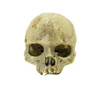 JIHAQUA Aquarium Resin Skull, Reptile Tank Accessories Ornament Basking Snake Hide Decor Habitat