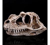 JINGERL Ceratosaurus Dinosaur Skull Resin Crafts Fossil Skeleton Teaching Model Halloween Home Office Decoration