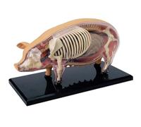 Jingyash Anatomy Model for Studying - Teaching Demonstration Swine Model,Detachable Science Demonstration Teaching Biology Aids Toy for Student Pet Clinics Veterinary Laboratory Classroom Learning