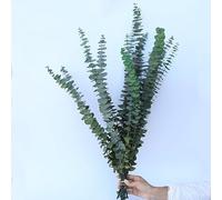 JinweiS 10 Dry Eucalyptus Stems 16-24 inches, Real Eucalyptus Shower Hanging 100% Made of Fresh Eucalyptus Leaves, Wedding, Home, Farmhouse Decoration DIY Spring Decoration, Green