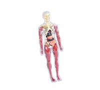 JISADER 19-piece Transparent Human Body Model, Educational Scientific Tool, Removable 3D Biological Structure Kit for DIY Assembly, style A