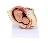 JISADER Embryonic Development Fetus/Model