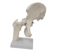 JISADER Human Hip Joint Model White Sturdy Wear Resistant Multiuse Accessory Teaching Tool for Office School Student Chiropractors