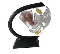 JISADER Transparent 3D Uterus Model, Female Reproductive System Model, Educational Tool for Teaching, Learning And in The Classroom
