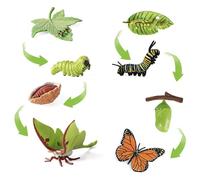 JISRKP 8pcs Caterpillar to Butterfly Kit, grow butterfly kit, Butterfly Kit, Butterfly Growth Cycle Biological Model, Preschool Learning Teaching Toy, for Kids Teaching Tools Educational Toys