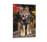 JIYAYCU Animal Poster Look Away from The Wolves Decorative Painting Canvas Art Picture 08x12inch(20x30cm)