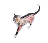 Jkjlorey Animal Organ Anatomy Model 4D Cat Intelligence Assembling Toy Teaching Anatomy Model DIY Appliances