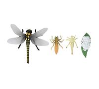Jkjlorey Life Cycle of A Dragonfly Insects Life Cycles Growth Model Children Animal Growth Cycle Science Educational Toys