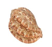 jklymm Natural Sea Shells Conch 2.8-3.9 Inch Seashells Perfect for Wedding Decor Beach Theme Party Aquarium Decorations Fish Tank Shell Decorations