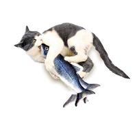 Jml Flippity Fish - The Cat Toy That Flips, Flops And Wiggles.