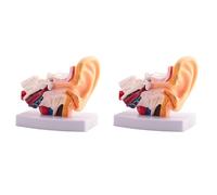 Jnchdghwa 2X 1.5 Times Human Ear Anatomy Model Showing Organs Structure of the Central and External Ears Teaching Supplies