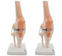 Jnchdghwa 2X Anatomical Knee Joint with Ligaments Model, Life Size
