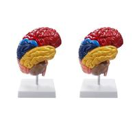 Jnchdghwa 2X Cerebral Anatomical Model Anatomy 1:1 Half Brain Brainstem Teaching Lab Supplies