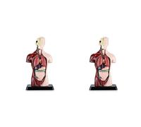 Jnchdghwa 2X Human Body Model with 7 Removable Organ Models,Educational Organ Anatomy Model for Biological Science Learning
