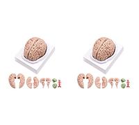 Jnchdghwa 2X Human Brain,Life Size Human Brain Anatomy Model with Display Base, for Science Classroom Study & Teaching Display B