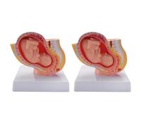 Jnchdghwa 2X Human Pregnancy Fetal Development 9Th Month Embryonic Pelvic Model Fetus Foetus Pregnancy Anatomy the Placenta Model