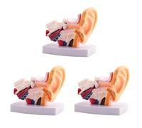 Jnchdghwa 3pcs 1.5 Times Human Ear Anatomy Model Showing Organs Structure of the Central and External Ears Teaching Supplies