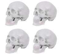 Jnchdghwa 4X Mini Human Skull Model, 3 Parts Anatomical Skull Model with Removable Skull Cap and Articulated Mandible