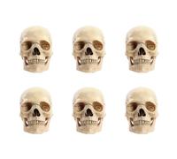 Jnchdghwa 6X 1:2 Disassembled Skull Anatomical Model Anatomy Skeleton Skull Model Detachable Teaching Supplies Tool