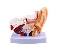 Jnchdghwa Human Ear Anatomy Model, Building Ear Structure Auditory System Otolaryngology Teaching Display Tool, Big Ear Replacement Part