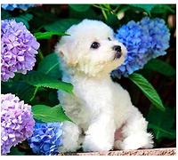 JNNPY Cross Stitch Kits for Adults,Bichon Frise with Blooming Hydrangea,11CT Printed Cross Stitch Kits for Beginners,Stamped Cross Stitch Kit for Wall Art Home Decoration 16 ×20 Inch