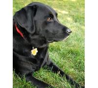 JNNPY Cross Stitch Kits for Adults,Black Labrador Retriever,11CT Printed Cross Stitch Kits for Beginners,Stamped Cross Stitch Kit for Wall Art Home Decoration 16 ×20 Inch