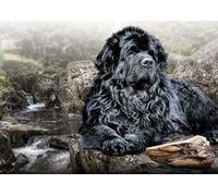 JNNPY Cross Stitch Kits for Adults,Black Newfoundland,11CT Printed Cross Stitch Kits for Beginners,Stamped Cross Stitch Kit for Wall Art Home Decoration 16 ×20 Inch