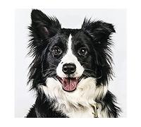 JNNPY Cross Stitch Kits for Adults,Border Collie Dog,11CT Printed Cross Stitch Kits for Beginners,Stamped Cross Stitch Kit for Wall Art Home Decoration 16 ×20 Inch