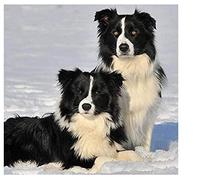 JNNPY Cross Stitch Kits for Adults,Border Collie in The Snow,11CT Printed Cross Stitch Kits for Beginners,Stamped Cross Stitch Kit for Wall Art Home Decoration 16 ×20 Inch