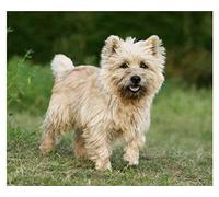 JNNPY Cross Stitch Kits for Adults,Cairn Terrier,11CT Printed Cross Stitch Kits for Beginners,Stamped Cross Stitch Kit for Wall Art Home Decoration 16x20Inch