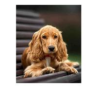 JNNPY Cross Stitch Kits for Adults,Cocker Spaniel,11CT Printed Cross Stitch Kits for Beginners,Stamped Cross Stitch Kit for Wall Art Home Decoration 16x20Inch