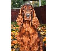 JNNPY Cross Stitch Kits for Adults,Dog Irish Setter Puppy Animal,11CT Printed Cross Stitch Kits for Beginners,Stamped Cross Stitch Kit for Wall Art Home Decoration 16 ×20 Inch