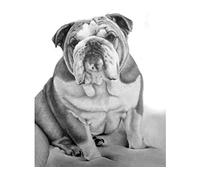 JNNPY Cross Stitch Kits for Adults,English Bulldog Dog,11CT Printed Cross Stitch Kits for Beginners,Stamped Cross Stitch Kit for Wall Art Home Decoration 16 ×20 Inch