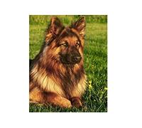 JNNPY Cross Stitch Kits for Adults,German Shepherd Animal,11CT Printed Cross Stitch Kits for Beginners,Stamped Cross Stitch Kit for Wall Art Home Decoration 16x20Inch