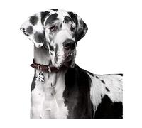 JNNPY Cross Stitch Kits for Adults,Great Dane Dog,11CT Printed Cross Stitch Kits for Beginners,Stamped Cross Stitch Kit for Wall Art Home Decoration 16 ×20 Inch